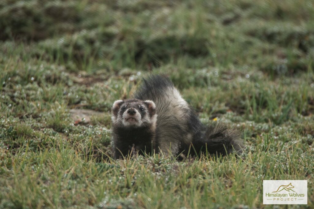 polecat_NK